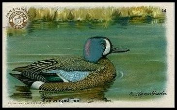 14 Blue Winged Teal